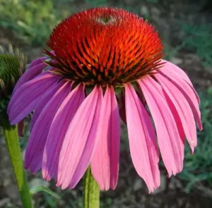 This Purple Coneflower (Echinacea purpurea) seed packet, organic is made with love by The Herbal Oracle! Shop more unique gift ideas today with Spots Initiatives, the best way to support creators.
