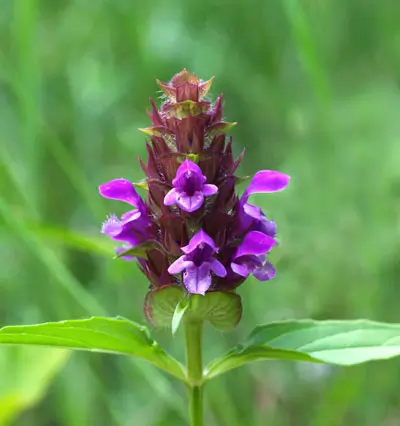 This Self-Heal (Prunella vulgaris), seed packet, organic is made with love by The Herbal Oracle! Shop more unique gift ideas today with Spots Initiatives, the best way to support creators.