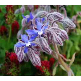 This Borage (Borago officinalis) seed packet, organic is made with love by The Herbal Oracle! Shop more unique gift ideas today with Spots Initiatives, the best way to support creators.