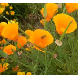 This Poppy, California Organic (Eschscholzia californica), seed packet, organic is made with love by The Herbal Oracle! Shop more unique gift ideas today with Spots Initiatives, the best way to support creators.