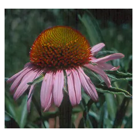 This Narrow-leaved Coneflower (Echinacea angustifolia) seed packet, organic is made with love by The Herbal Oracle! Shop more unique gift ideas today with Spots Initiatives, the best way to support creators.