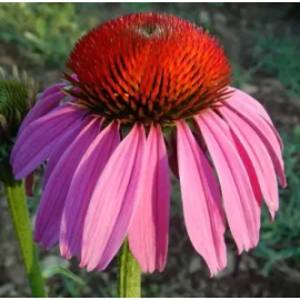 This Purple Coneflower (Echinacea purpurea) seed packet, organic is made with love by The Herbal Oracle! Shop more unique gift ideas today with Spots Initiatives, the best way to support creators.
