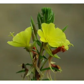 This Evening Primrose (Oenothera biennis) seed packet, organic is made with love by The Herbal Oracle! Shop more unique gift ideas today with Spots Initiatives, the best way to support creators.