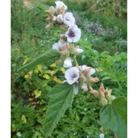 This Marshmallow (Althaea officinalis) seed packet, organic is made with love by The Herbal Oracle! Shop more unique gift ideas today with Spots Initiatives, the best way to support creators.