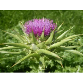 This Thistle, Milk (Silybum marianum) seed packet, organic is made with love by The Herbal Oracle! Shop more unique gift ideas today with Spots Initiatives, the best way to support creators.