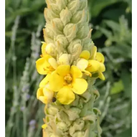 This Mullein, Common (Verbascum thapsus) seed packet, organic is made with love by The Herbal Oracle! Shop more unique gift ideas today with Spots Initiatives, the best way to support creators.