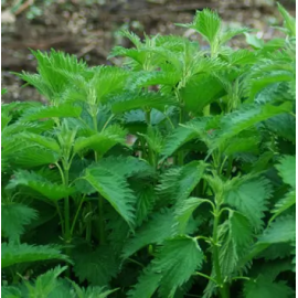 This Stinging Nettles (Urtica dioica) seed packet, organic is made with love by The Herbal Oracle! Shop more unique gift ideas today with Spots Initiatives, the best way to support creators.