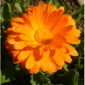 This Orange Calendula (Calendula officinalis) seed packet, organic is made with love by The Herbal Oracle! Shop more unique gift ideas today with Spots Initiatives, the best way to support creators.