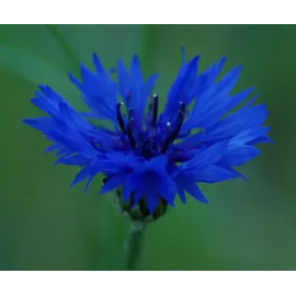 This Cornflower, Dark Blue (Centaurea cyanus) seed packet, organic is made with love by The Herbal Oracle! Shop more unique gift ideas today with Spots Initiatives, the best way to support creators.