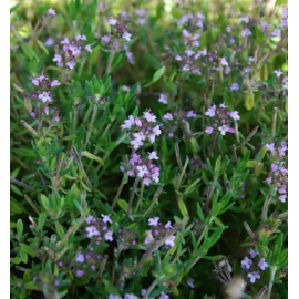 This Thyme, English Broadleaf (Thymus vulgaris) seed packet, organic is made with love by The Herbal Oracle! Shop more unique gift ideas today with Spots Initiatives, the best way to support creators.