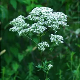 This Homestash Valerian (Valeriana officinalis), seed packet, organic is made with love by The Herbal Oracle! Shop more unique gift ideas today with Spots Initiatives, the best way to support creators.