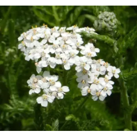 This Wild White Yarrow (Achillea millefolium) seed packet is made with love by The Herbal Oracle! Shop more unique gift ideas today with Spots Initiatives, the best way to support creators.